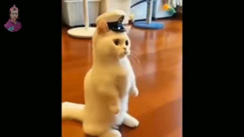 Cute and cute cat