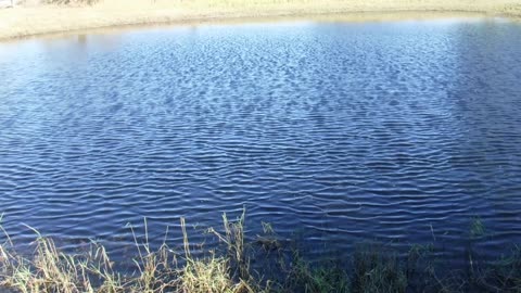 Feeding the fish here at Venus Ranch