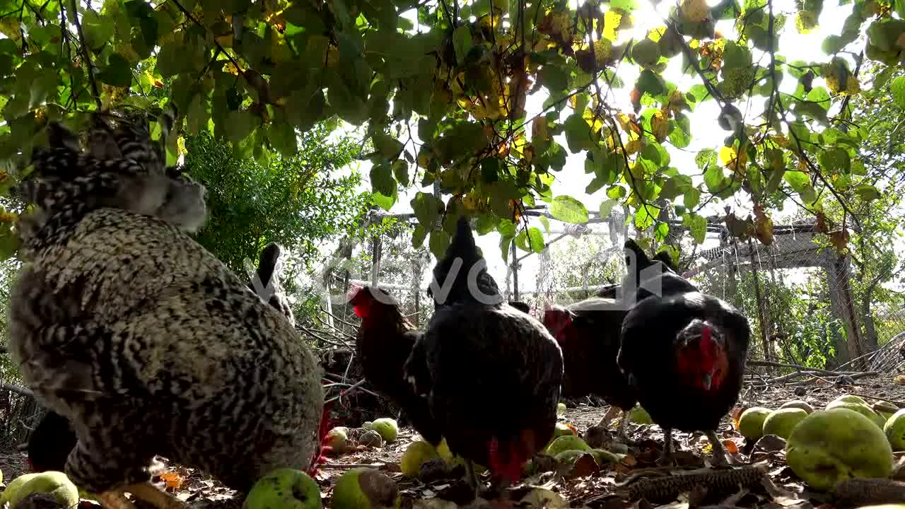 Happy free range chickens on an organic farm