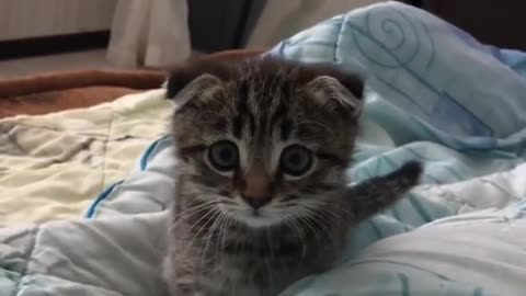 #cat#If an attack, then only this