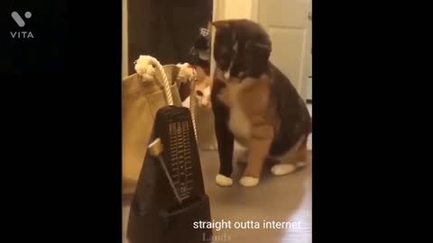 Funniest Cats And Dogs