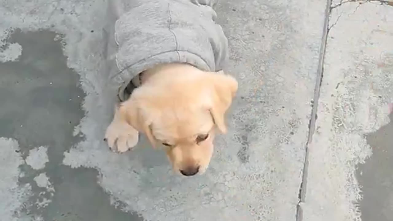 Labrador Puppy trending | Bella nehra|