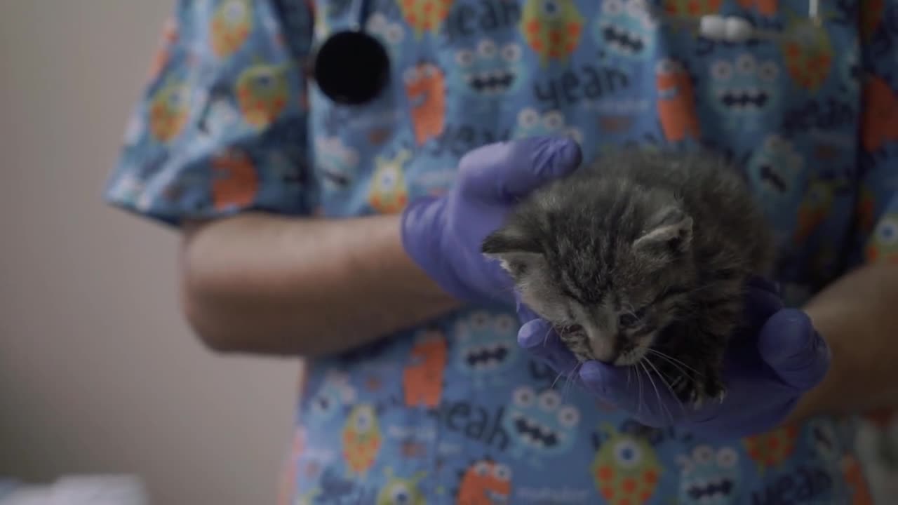 Vet hold a small kitten in his arms