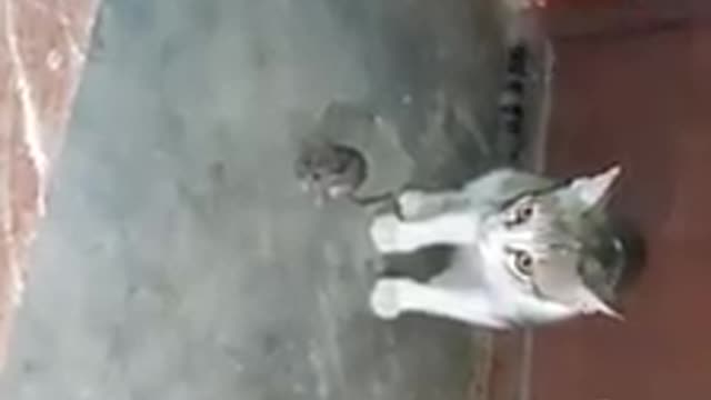 OmgNepalese!!Cat vs mouse | biralo le khadai chha ahile yesto biralo katai chha