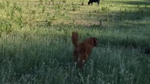 Brown dog sniffing grass walking towards cows