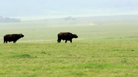 Buffalo attack lion