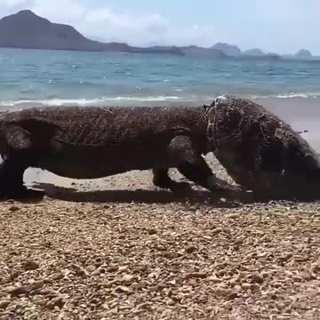 One strange looking hat! 😱 Komodo dragons will eat almost anything they find,