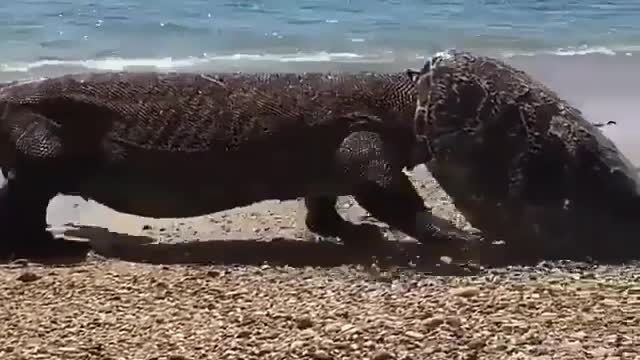One strange looking hat! 😱 Komodo dragons will eat almost anything they find,