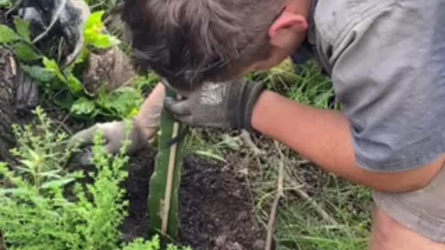 Dragon fruit planting.