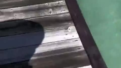 Shark chasing a fish …wait till the end