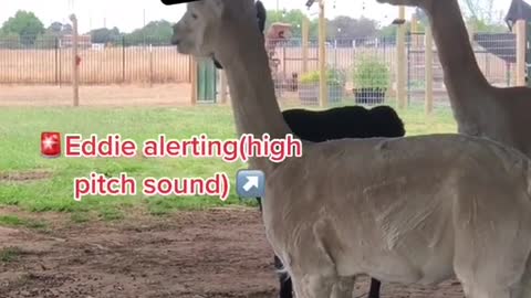 LIVESTOCK GAURDIAN DOG KNOWS WHEN THE ALPACAS ARE ALERTING TO DANGER!!