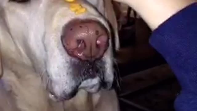 Dog sits patiently with food on head