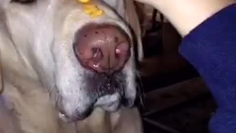 Dog sits patiently with food on head