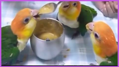 hungry parrots fight for food