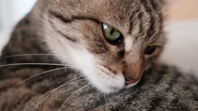 Beautiful tabby cat licks her hair