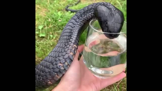 snake drinking water from a glass