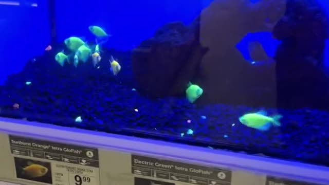 Glofish after cleaning their tank