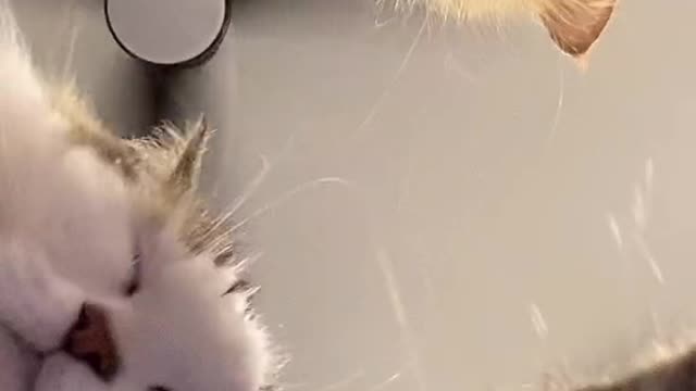 #The_Loveliest_Animals cute cats video, funny cats, cute cats, cat moment,cat funny thing