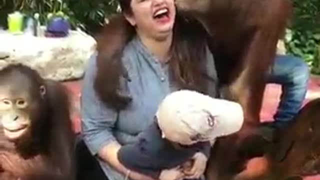 Gorilla funny video cute animal pets