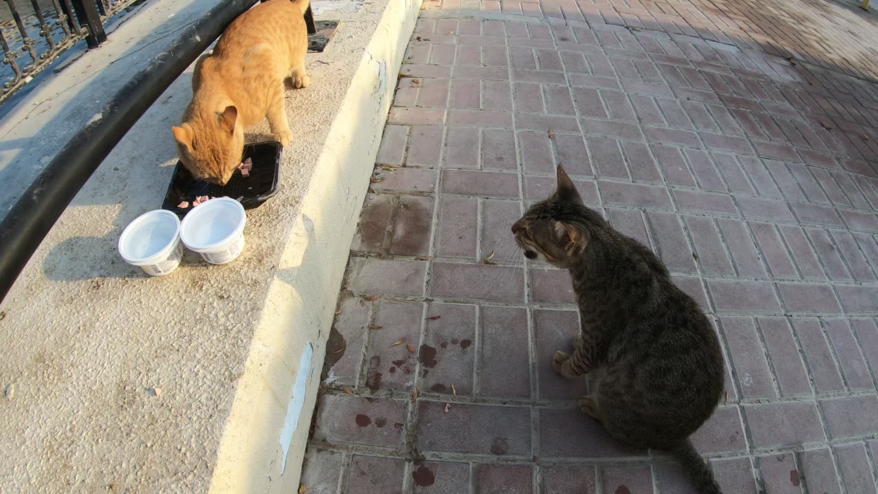 ED SHEERAN & MICHAEL JACKSON - Homeless cats in Ras Al Khaimah, UAE #cat #EdSheeran #MichaelJackson