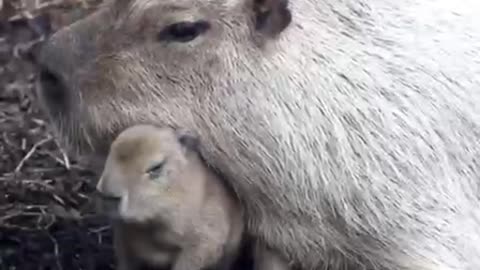 Tupi the baby capybara