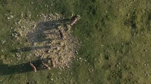 An Aerial Footage of Wild Animals
