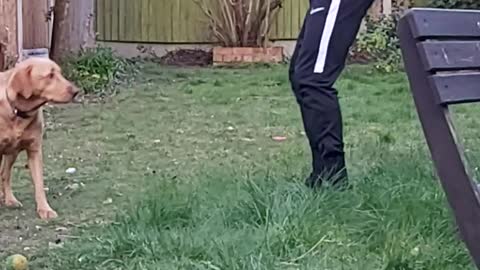 Exercising with dog in the quarantine (UK)