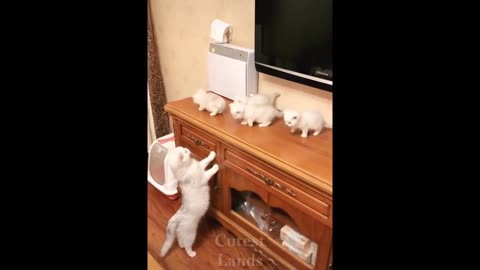 TikTok Pets 😀 Funny and Cute Pets Compilation