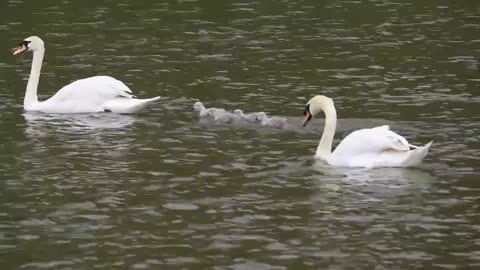 Lovely dock family