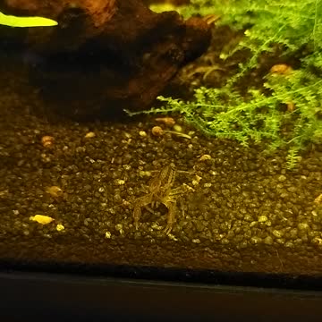 Cambarellus diminutus Zwergkrebs im Aquarium 03