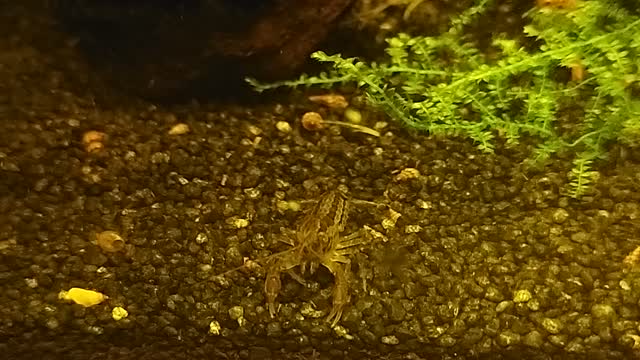 Cambarellus diminutus Zwergkrebs im Aquarium 03