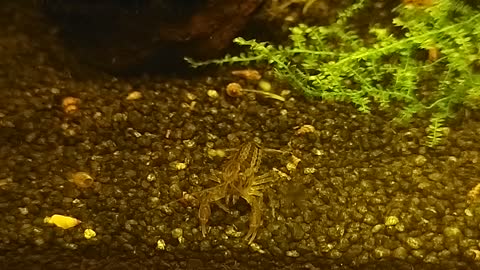 Cambarellus diminutus Zwergkrebs im Aquarium 03