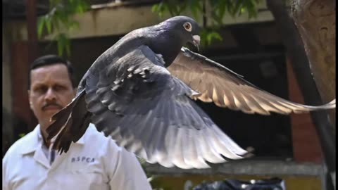 Pigeon 'arrested' on suspicion of b