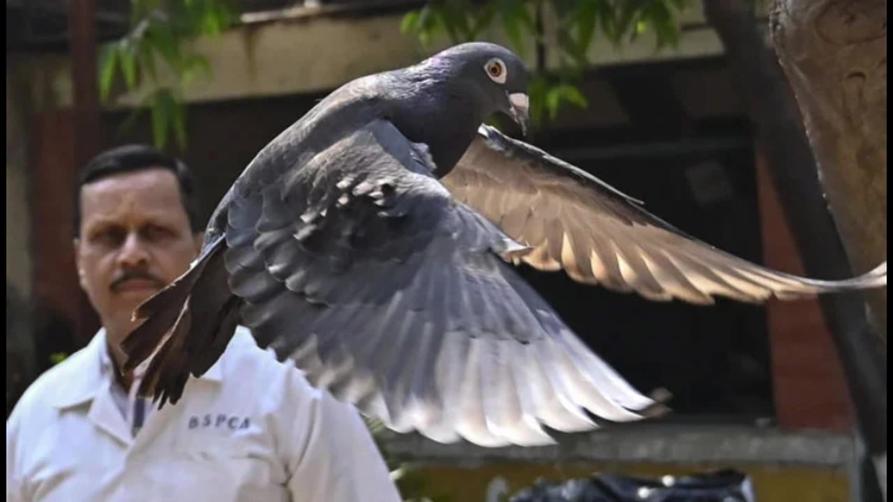 Pigeon 'arrested' on suspicion of b