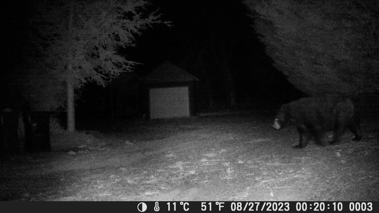 Big Fat Black Bear at the Cans!