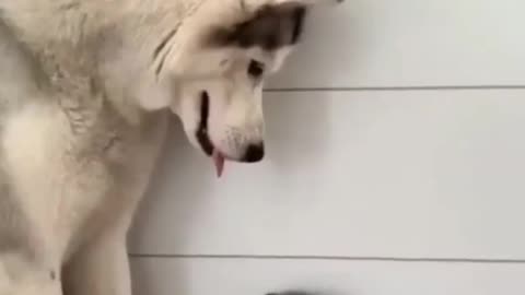 very kind dog for that kitten