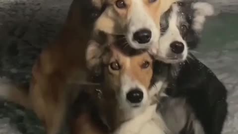 Dogs hugging each other ! Cute