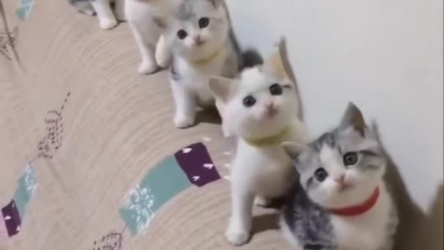 Cut Cat Dance 🐱❤❤❤