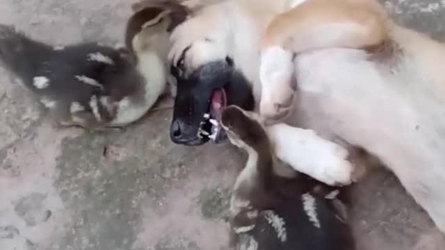 Les chats et les chiens les plus drôles