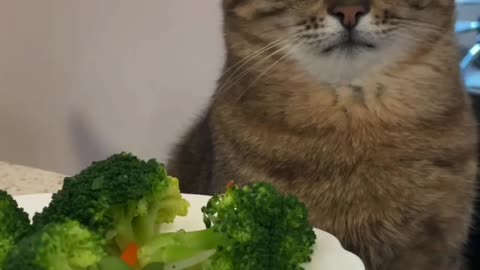 look at this cat's mood to go on a diet