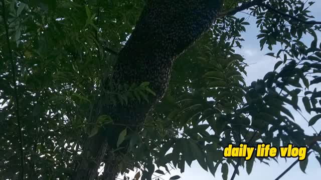 honey bee hive is horrible | daily life vlog