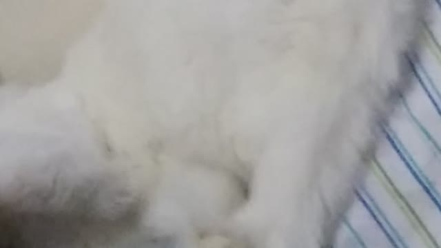 Beu Gatinho Brancoso