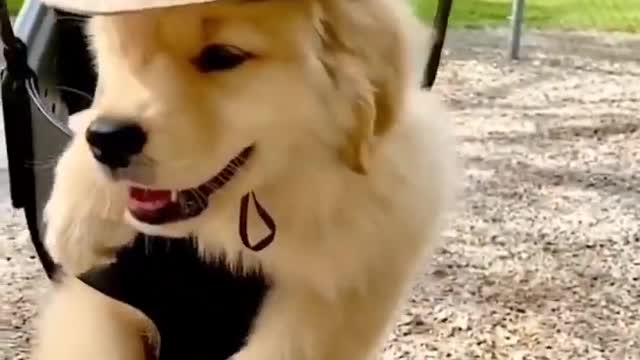 Cute Labrador Puppies Being Funny | Hilariously Sweet Compilation