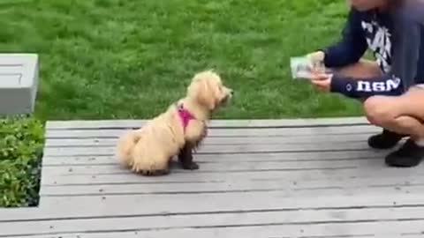 Super Funny Dog Videos #26 Chihuahua