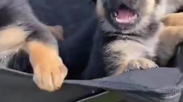 Baby Dogs - Cute and Funny Dog Videos Compilation #20 | Aww Animals
