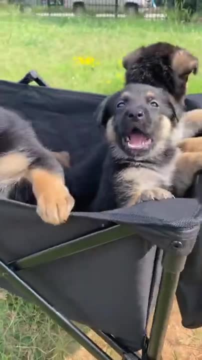 Baby Dogs - Cute and Funny Dog Videos Compilation #20 | Aww Animals