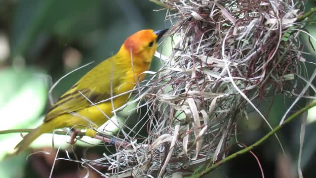 Beautful birds on A Nest