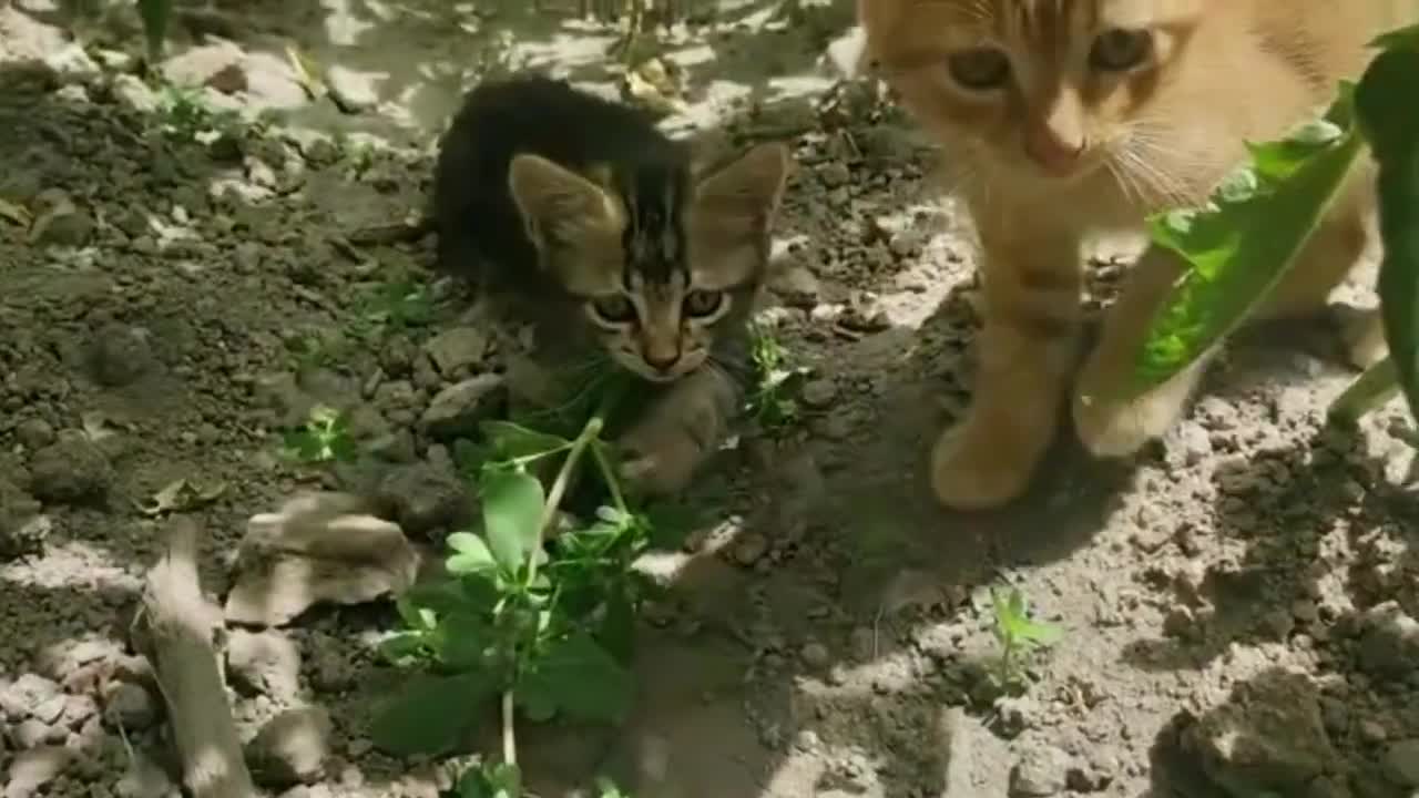 Cute Kittens Playing #5