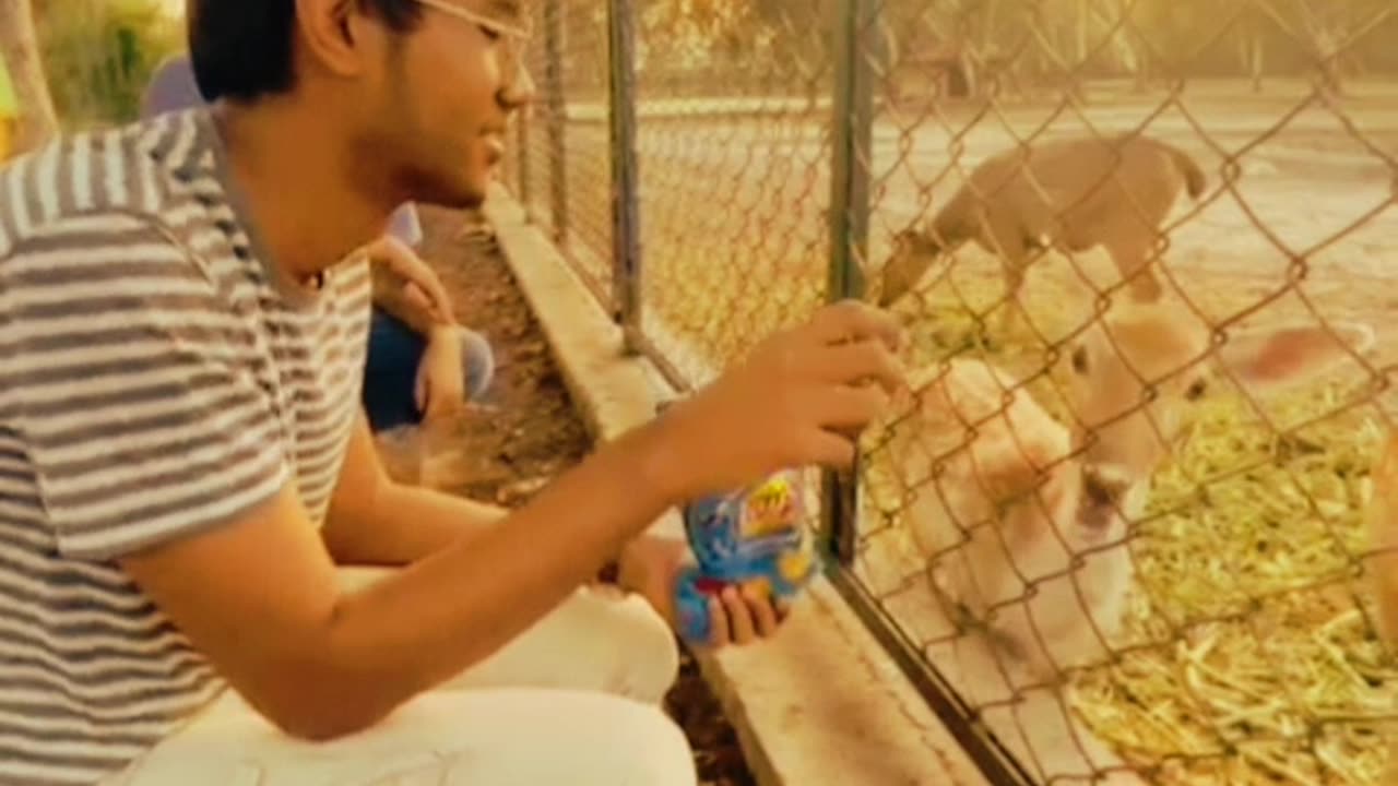 Feeding Deer |Exporing animals in zoo|Fun to feed them