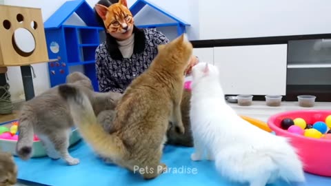 Funny cat video 🐈🐈